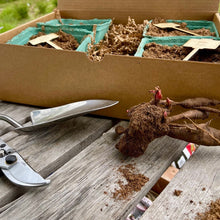 Load image into Gallery viewer, Beautiful Peony Garden Gift Box - Peony Roots &amp; Tools - The Celtic Farm