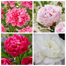 Load image into Gallery viewer, Beautiful Peony Garden Gift Box - Peony Roots &amp; Tools - The Celtic Farm