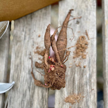 Load image into Gallery viewer, Beautiful Peony Garden Gift Box - Peony Roots &amp; Tools - The Celtic Farm