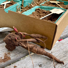 Load image into Gallery viewer, Beautiful Peony Garden Gift Box - Peony Roots &amp; Tools - The Celtic Farm