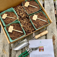 Load image into Gallery viewer, Unique Dahlia Garden Gift Box - Ball Dahlias &amp; Tools - The Celtic Farm
