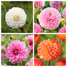 Load image into Gallery viewer, Unique Dahlia Garden Gift Box - Ball Dahlias &amp; Tools - The Celtic Farm