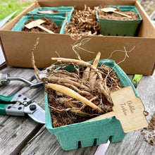 Load image into Gallery viewer, Unique Dahlia Garden Gift Box - Ball Dahlias &amp; Tools - The Celtic Farm