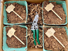 Load image into Gallery viewer, Unique Dahlia Garden Gift Box - Ball Dahlias &amp; Tools - The Celtic Farm