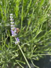Load image into Gallery viewer, 2021 Harvested Dried Lavender Bunch (250 Stems)