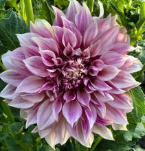 Load image into Gallery viewer, cafe au lait flower bulbs