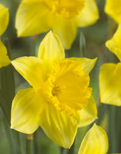 Load image into Gallery viewer, Daffodil Garden Gift Box - Daffodils, Bulb Planter and Gloves - The Celtic Farm