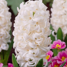 Load image into Gallery viewer, Hyacinth Bulbs (20) - Hyacinthus Orientalis 'White Pearl' - Large White Hyacinth Bulbs - The Celtic Farm
