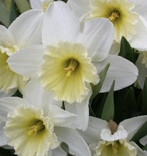 Load image into Gallery viewer, Large Ice Follies Quality Daffodil Bulbs (25) - Imported From Holland - Narcissi "Ice Follies" Bulbs for Sale - The Celtic Farm