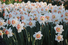 Load image into Gallery viewer, Large Pink Charm Quality Daffodil Bulbs (25) - Imported From Holland - Narcissi "Pink Charm" Bulbs for Sale - The Celtic Farm