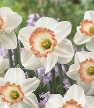 Load image into Gallery viewer, Large Pink Charm Quality Daffodil Bulbs (25) - Imported From Holland - Narcissi "Pink Charm" Bulbs for Sale - The Celtic Farm