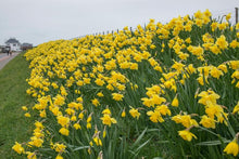Load image into Gallery viewer, Large Quality Daffodil Bulbs (25) - Imported From Holland - Narcissi "Carlton" Bulbs for Sale - The Celtic Farm