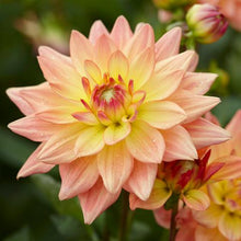 Load image into Gallery viewer, Melody Dora Dahlia Bulbs - Dahlia Tubers (Set of 3) - The Celtic Farm