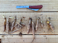 Load image into Gallery viewer, Professional Gardener's Knife - For Pruning, Grafting and Propagation - The Celtic Farm