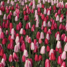 Load image into Gallery viewer, Tulip Bulb "Delight" Mix (20) Size 12+ - Tulip Bulbs for Sale - The Celtic Farm