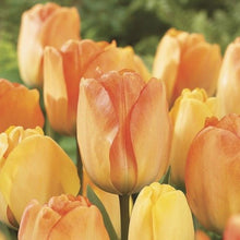 Load image into Gallery viewer, Tulip Bulb Garden Gift Box - Tulips, Bulb Planter and Gloves - The Celtic Farm