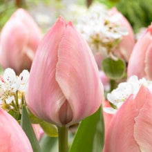 Load image into Gallery viewer, Tulip Bulb Garden Gift Box - Tulips, Bulb Planter and Gloves - The Celtic Farm